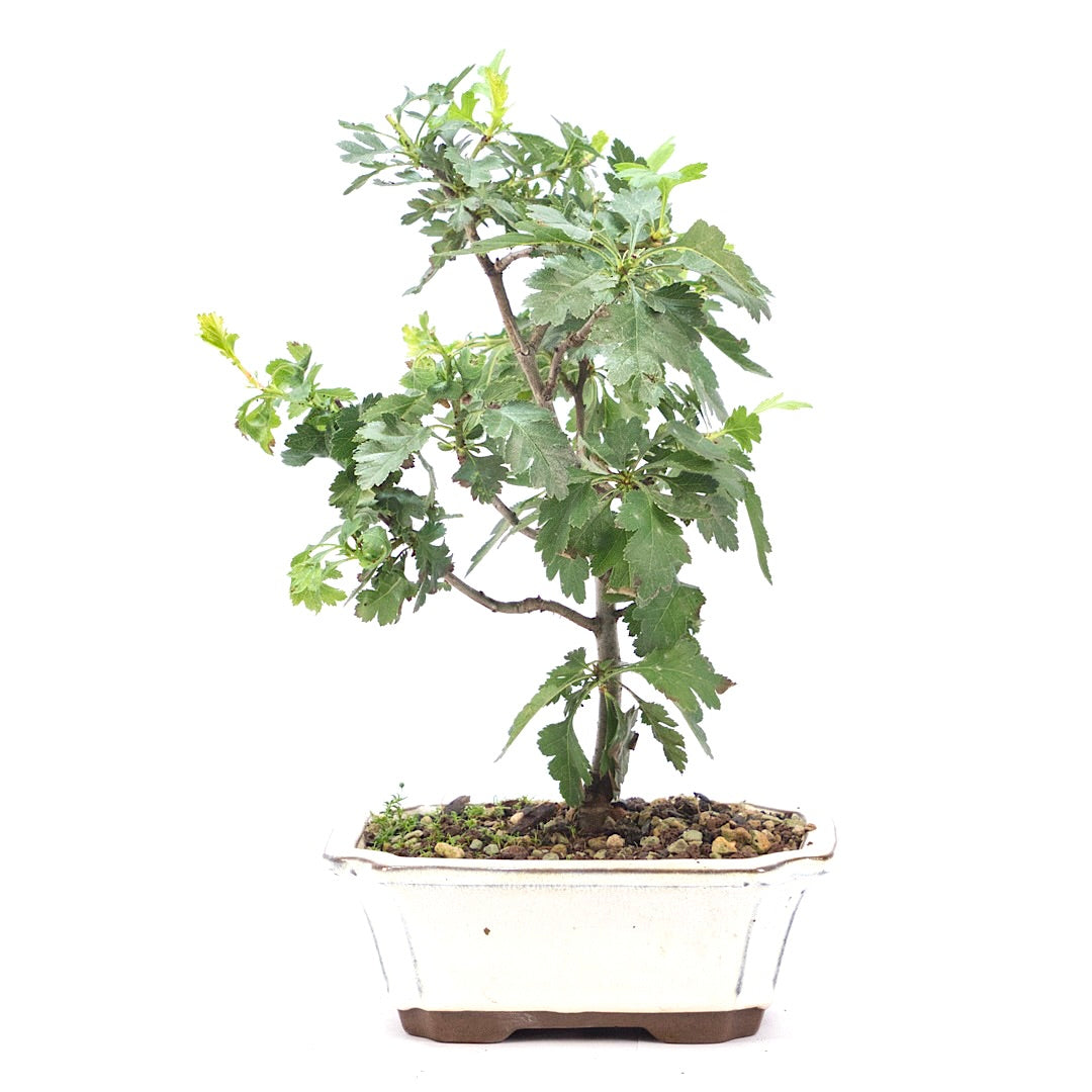 Eingriffelige Weißdorn 'Crataegus monogyna'